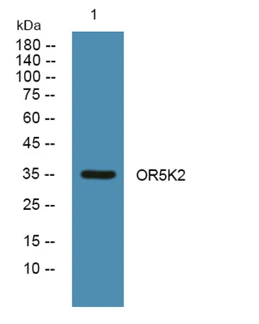 OR5K2 rabbit pAb