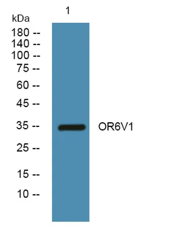 OR6V1 rabbit pAb
