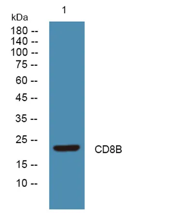CD8B rabbit pAb