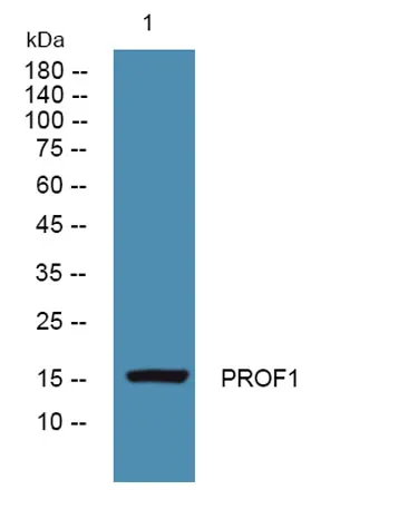 PROF1 rabbit pAb