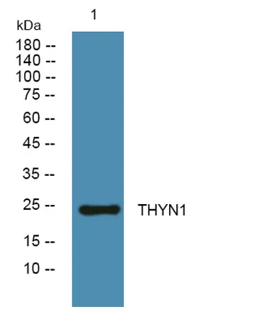 THYN1 rabbit pAb - image 1