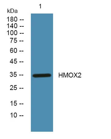 HMOX2 rabbit pAb - image 1