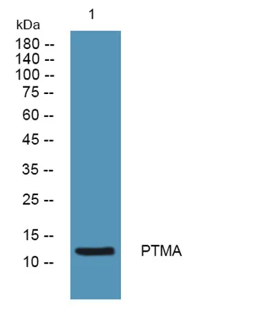 PTMA rabbit pAb - image 1