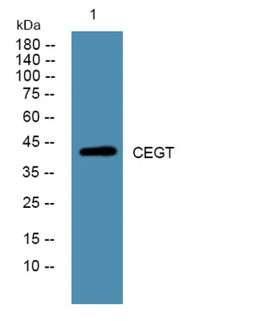 CEGT rabbit pAb