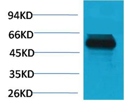 TRIM72 rabbit pAb - image 1