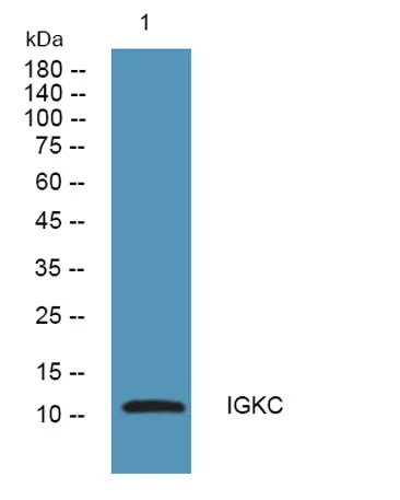 IGKC rabbit pAb