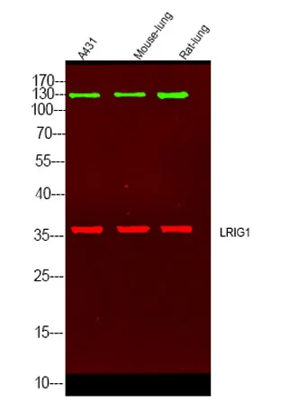 LRIG1 rabbit pAb - image 1