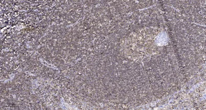 MUC3A rabbit pAb - image 1