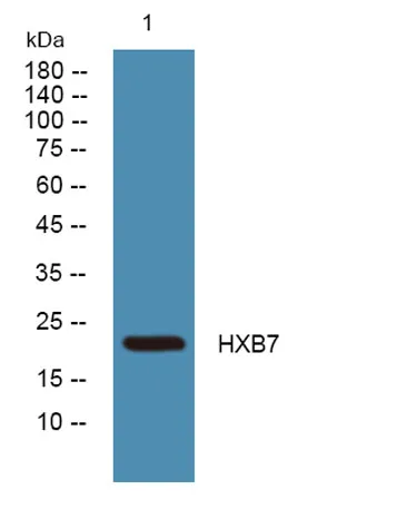 HXB7 rabbit pAb