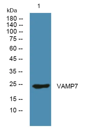 VAMP7 rabbit pAb - image 1