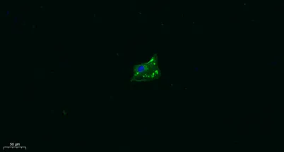 TRPA1 rabbit pAb