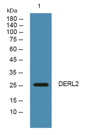 DERL2 rabbit pAb - image 1