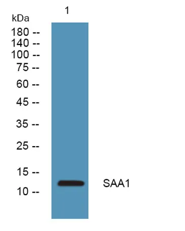 SAA1 rabbit pAb - image 1