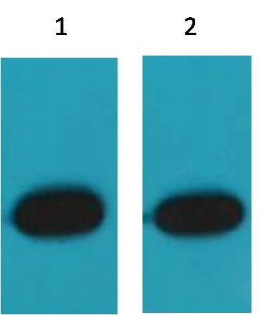 RFP-Tag Mouse pAb - image 1