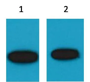 GFP-Tag Mouse pAb - image 1