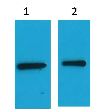 EYFP-Tag Mouse pAb - image 1