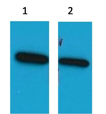 ECFP-Tag Mouse pAb - image 1