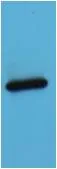 AmCyan-Tag Mouse pAb - image 1