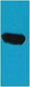 BFP-Tag Mouse pAb - image 1