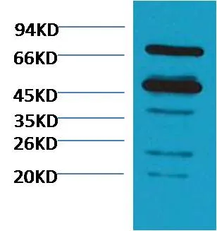 Rubisco Mouse pAb - image 1