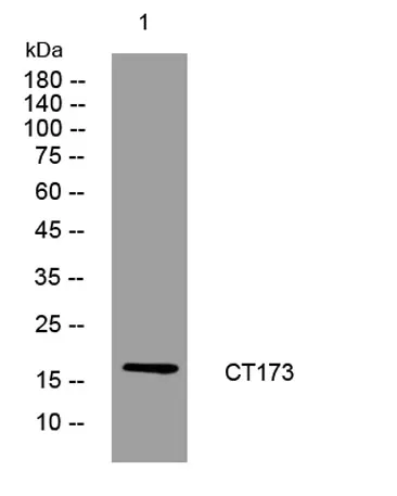 CT173 rabbit pAb