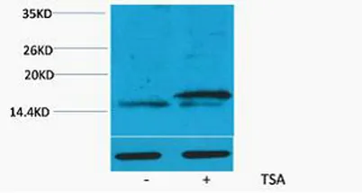 Histone H3 (Acetyl Lys36) rabbit pAb - image 1