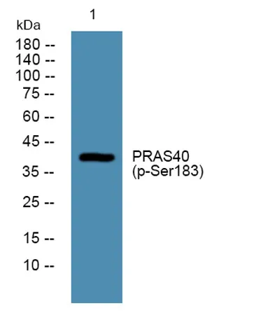 PRAS40 (phospho-Ser183) rabbit pAb