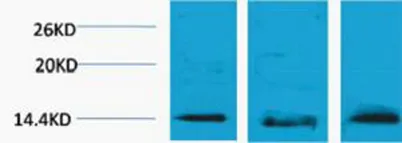 Histone H2B (Tri Methyl Lys5) rabbit pAb - image 1