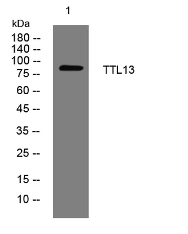 TTL13 rabbit pAb