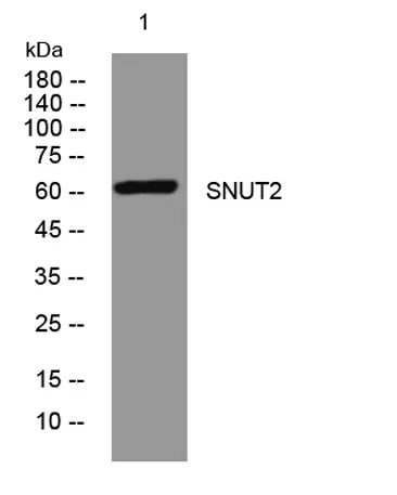 SNUT2 rabbit pAb