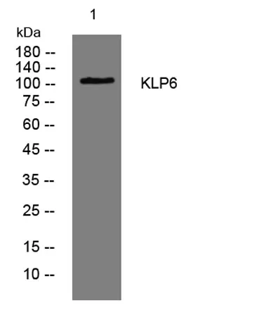 KLP6 rabbit pAb