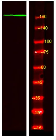 53BP1 (phospho-Ser1778) rabbit pAb - image 1