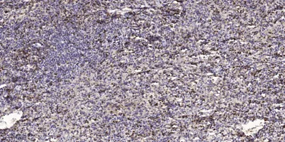 S100A7A Rabbit pAb - image 1