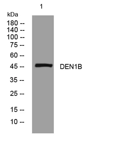 DEN1B rabbit pAb