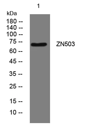 ZN503 rabbit pAb