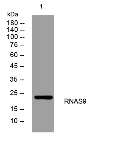 RNAS9 rabbit pAb
