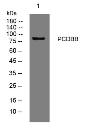 PCDBB rabbit pAb - image 1