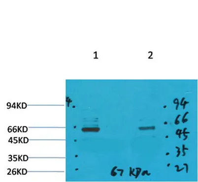 GABA Transporter 1 rabbit pAb
