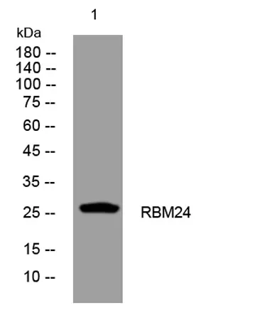 RBM24 rabbit pAb - image 1