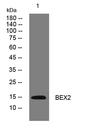 BEX2 rabbit pAb - image 1
