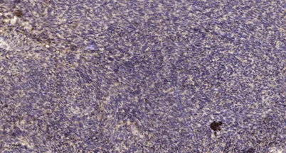 PPGB (20k, Cleaved-Met327) rabbit pAb