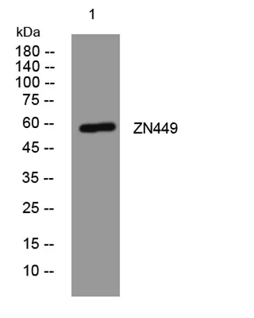 ZN449 rabbit pAb