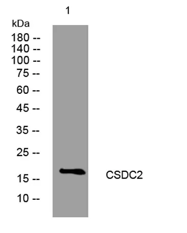 CSDC2 rabbit pAb - image 1
