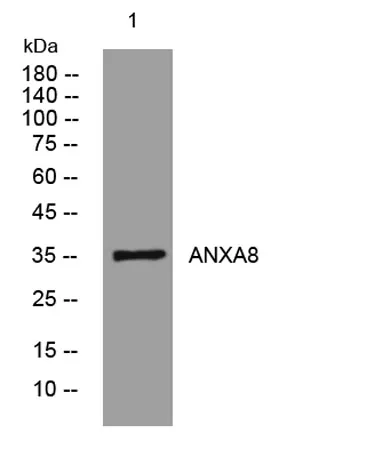 ANXA8 rabbit pAb