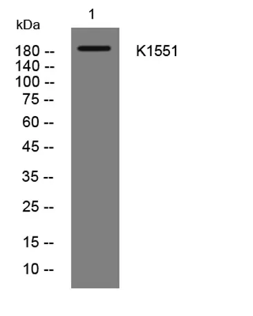 K1551 rabbit pAb