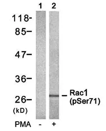 Rac1/CDC42 (Phospho Ser71) rabbit pAb - image 1