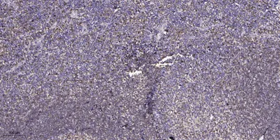 GNG2 Rabbit pAb - image 1
