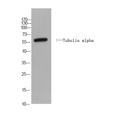 Tubulin alpha Rabbit pAb (Yeast) - image 1