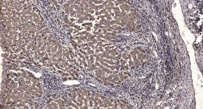 IRS-1 (phospho-Ser318) rabbit pAb - image 1