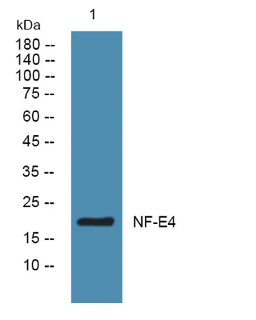 NF-E4 rabbit pAb - image 1